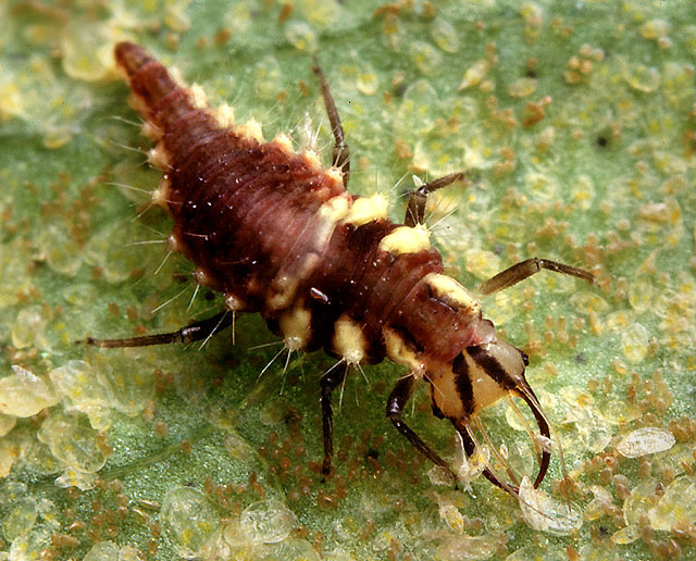 En typ av bladluslejon (guldögonslända – chrysopidae) | Bild från Wikimedia.org